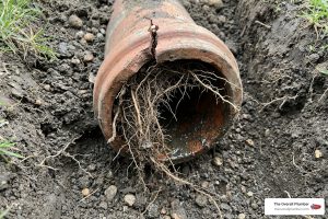 Tree roots invading residential sewer lateral pipe joints and cleanouts