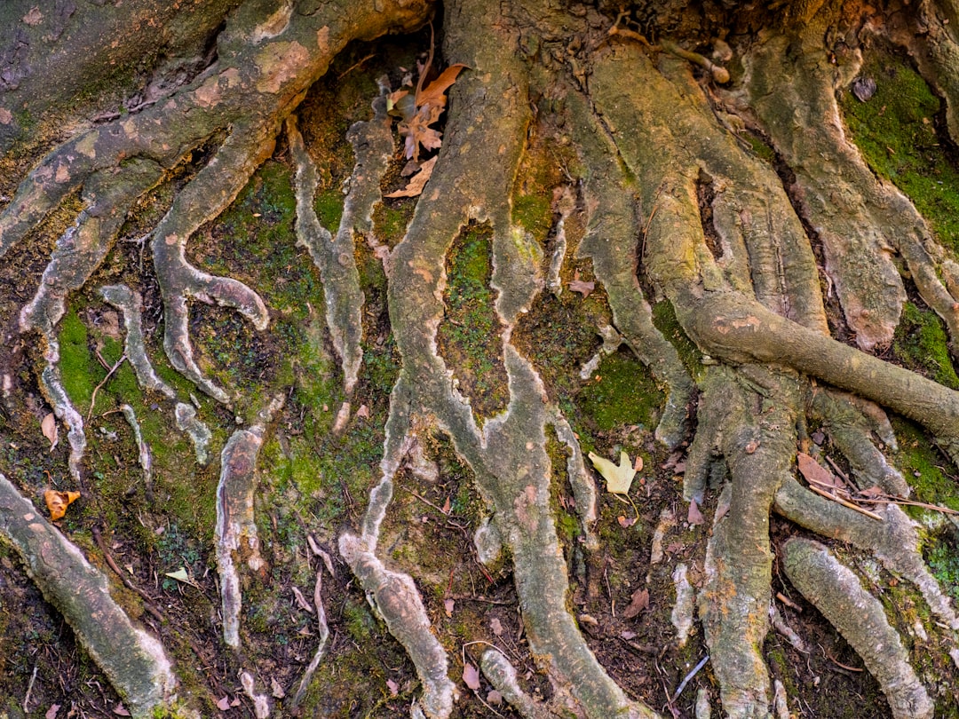Image of thick tree roots completely blocking the interior of a sewer pipe - drain camera inspection Pearland Image of thick tree roots completely blocking the interior of a sewer pipe - drain camera inspection Pearland